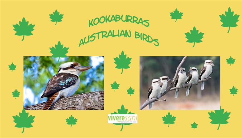 Kookaburras, originari dell'Australia